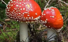 吃瓜官网蘑菇视频在线播放,吃瓜官网热门在线播放，尽享精彩瞬间