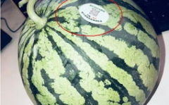 网红吃瓜游戏叫什么,揭秘网络红人的“瓜田”狂欢
